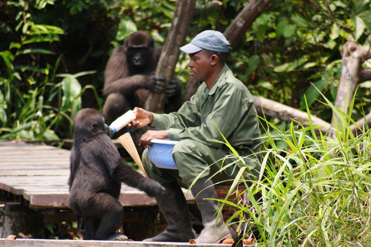 Reintroduced Gorillas Going Strong